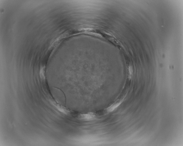 X0000072960286200608111658