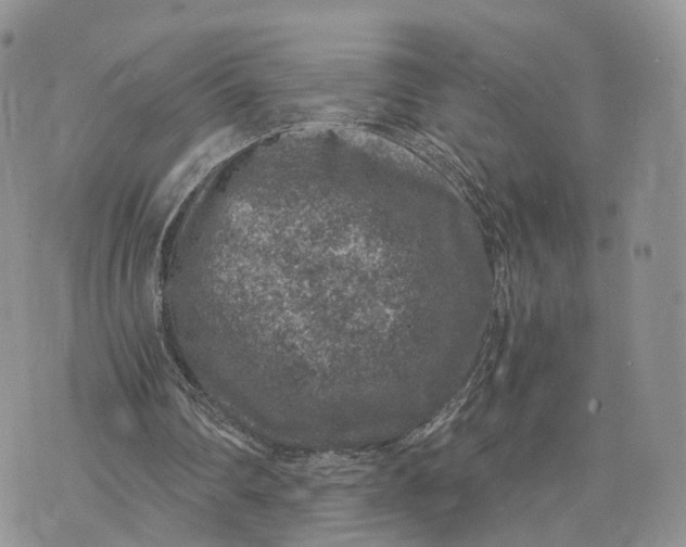 X0000072960290200608111658