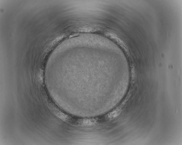 X0000072960305200608111657