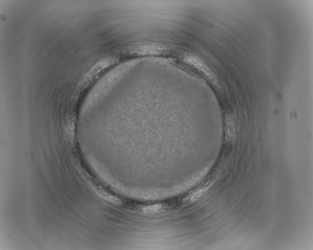 X0000072960309200608111657