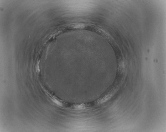 X0000072960325200608111657