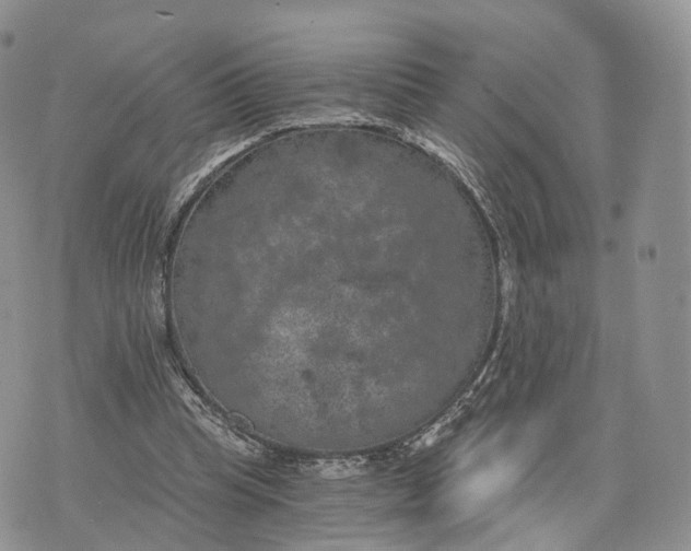 X0000072960345200608111656