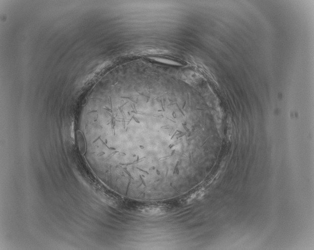 X0000072960358200608111656