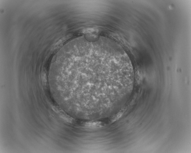 X0000072960375200608111657