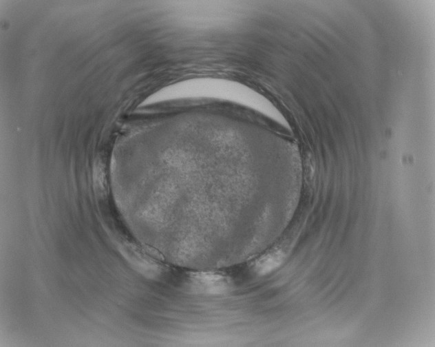 X0000072960380200608111657