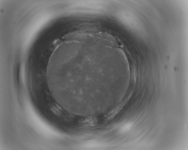 X0000072960383200608111657