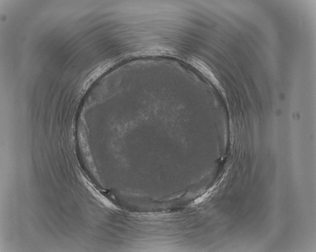 X0000072960389200608111656