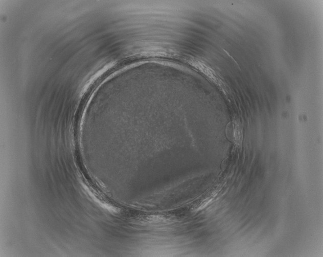 X0000072960390200608111656