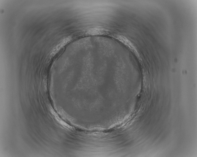 X0000072960393200608111656