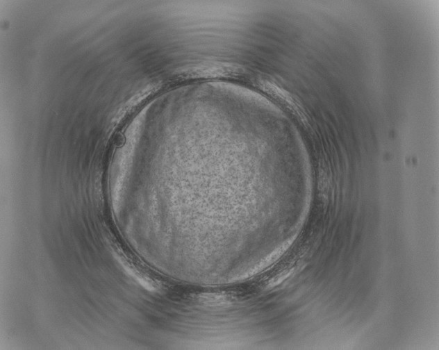 X0000072960394200608111656