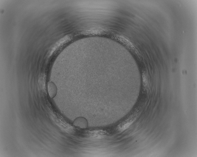 X0000072960396200608111656