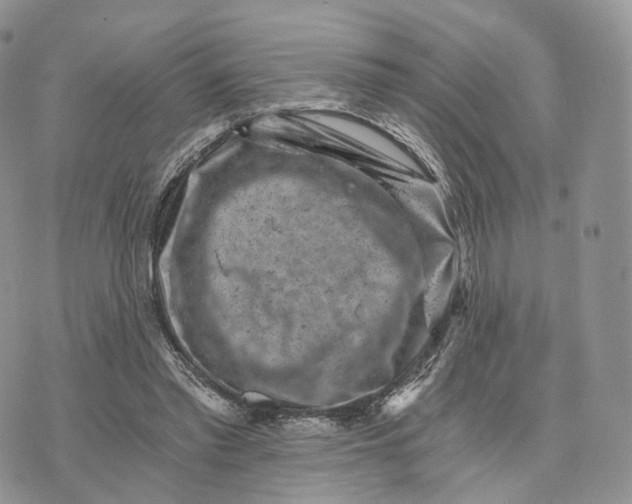 X0000072960397200608111656