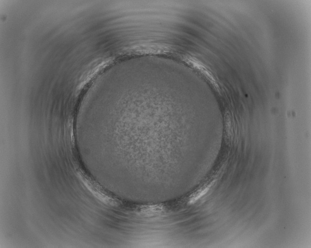 X0000072960398200608111656