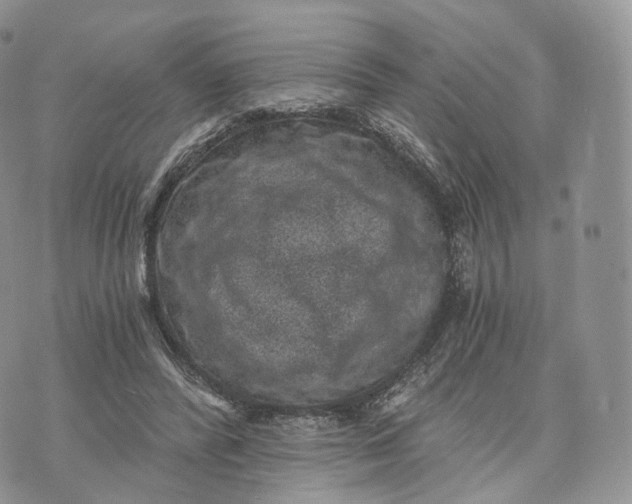 X0000072960400200608111656