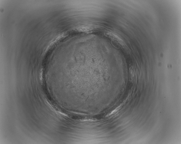 X0000072960404200608111656