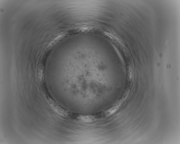 X0000072960417200608111656