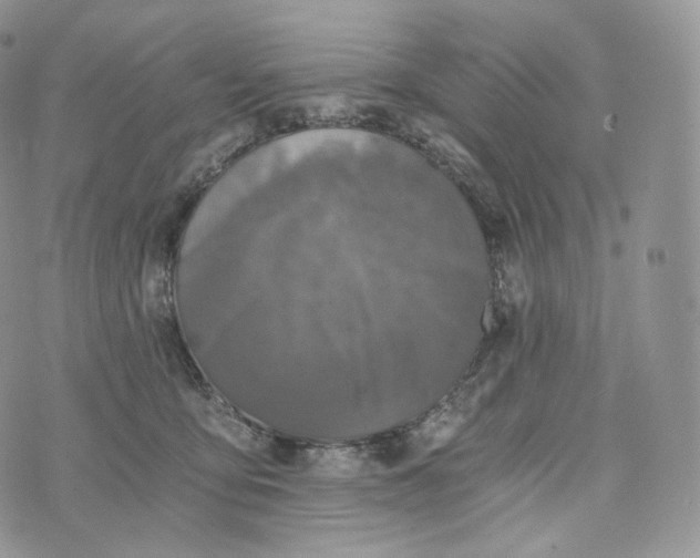 X0000072960419200608111656