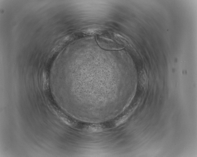 X0000072960420200608111656