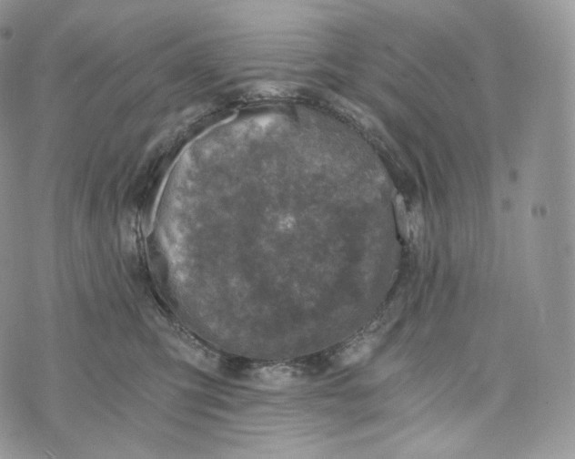 X0000072960423200608111656