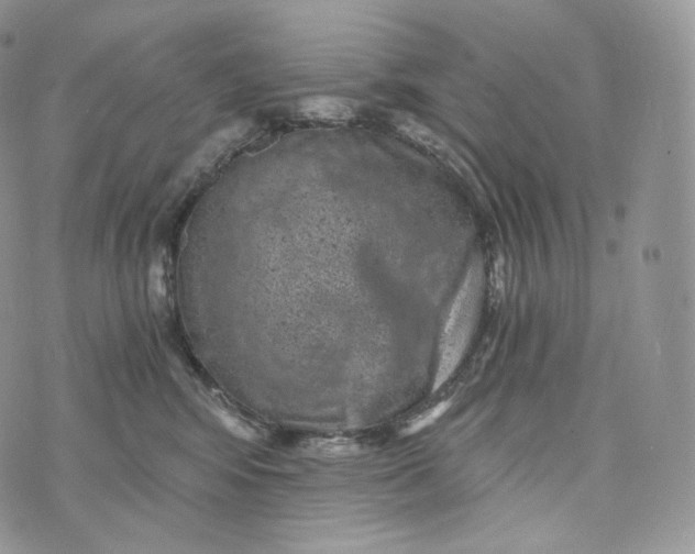 X0000072960424200608111655