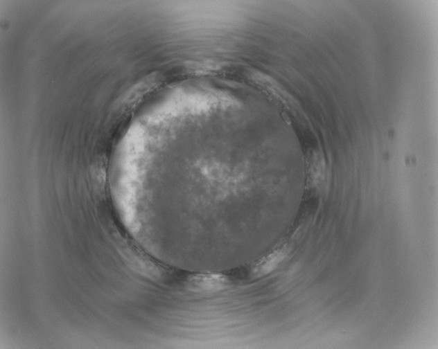 X0000072960427200608111655