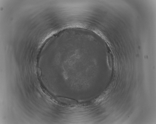 X0000072960434200608111655