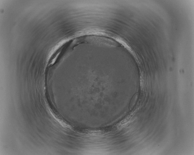 X0000072960438200608111655