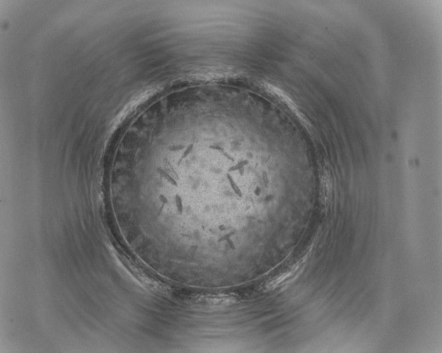 X0000072960443200608111655