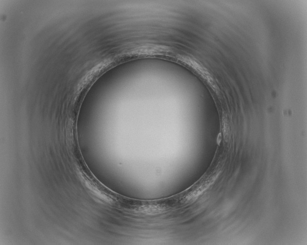 X0000072960445200608111655