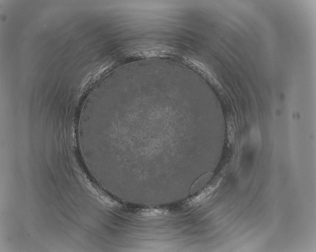 X0000072960453200608111655