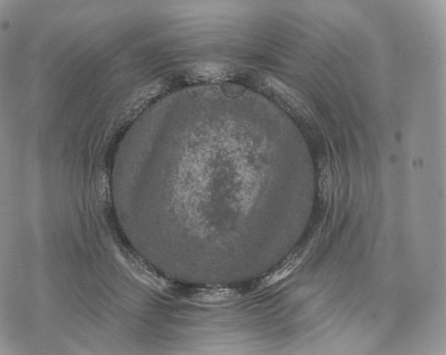 X0000072960459200608111655