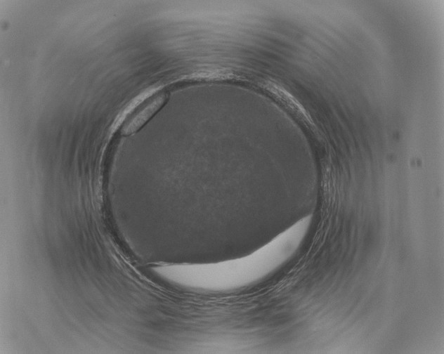 X0000072960484200608111655