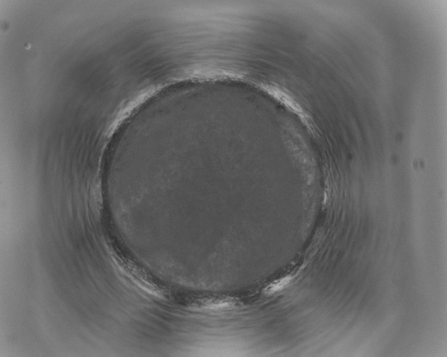 X0000072960488200608111654