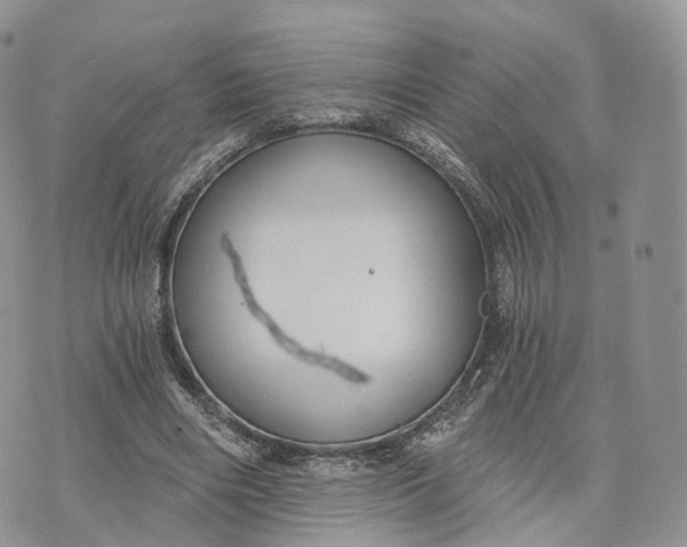 X0000072960490200608111654