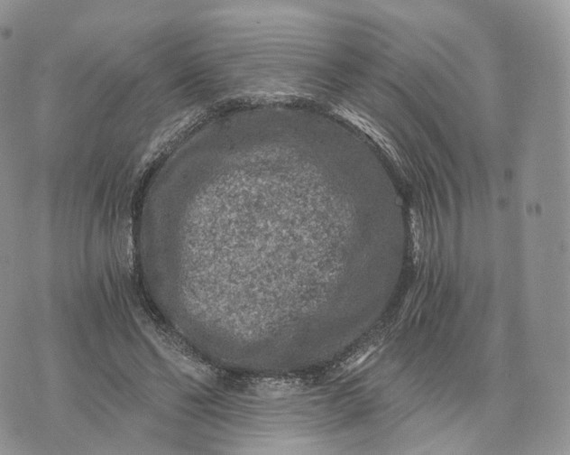 X0000072960494200608111654