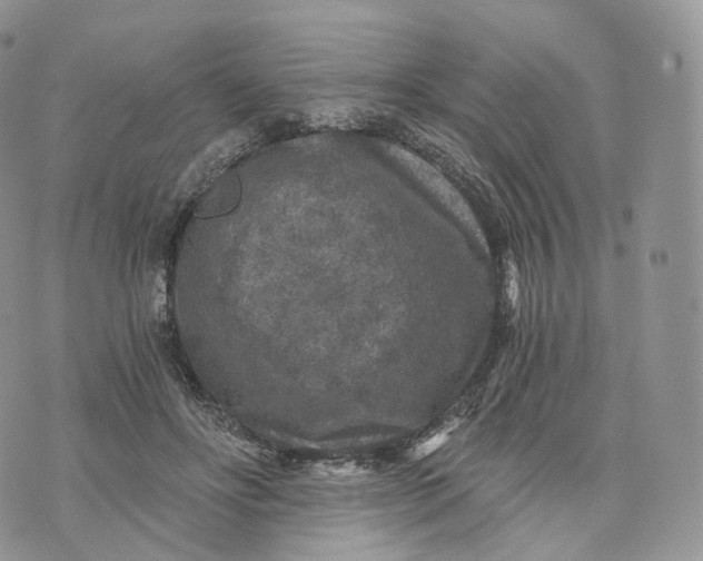 X0000072960502200608111654