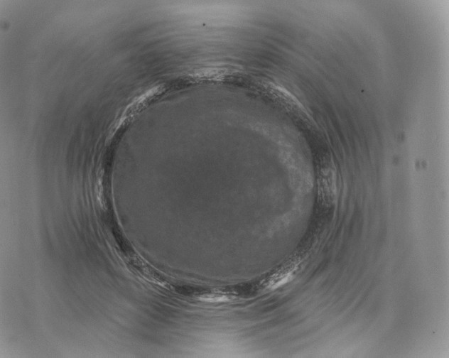 X0000072960504200608111654