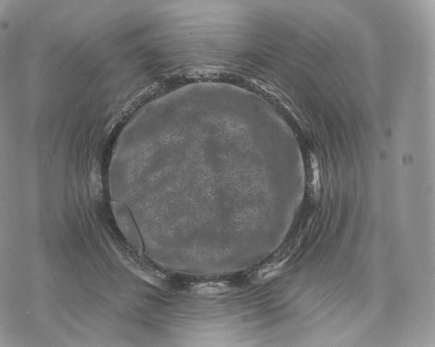 X0000072960508200608111654