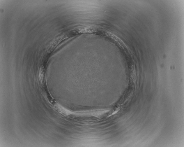 X0000072960513200608111654