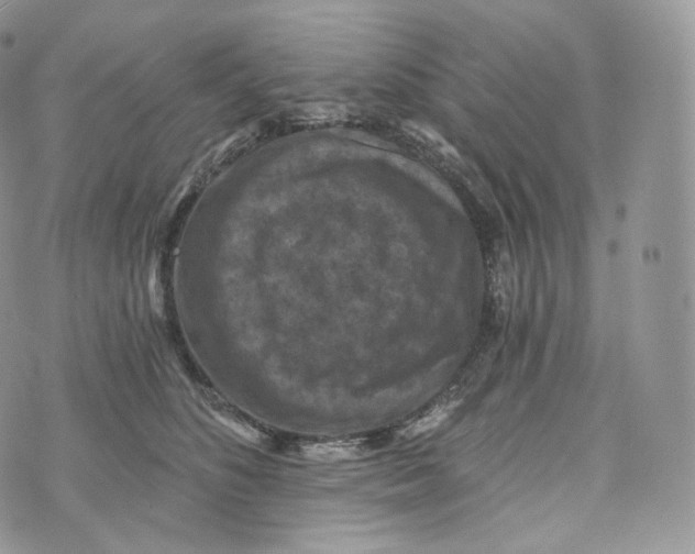 X0000072960516200608111654