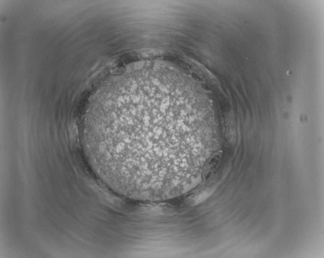 X0000072960523200608111654