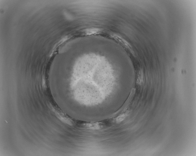 X0000072960524200608111654