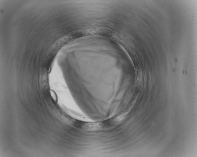 X0000072960526200608111654