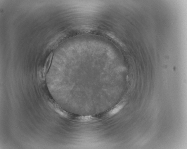 X0000072960528200608111654