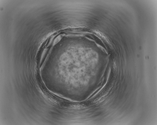 X0000072960540200608111653