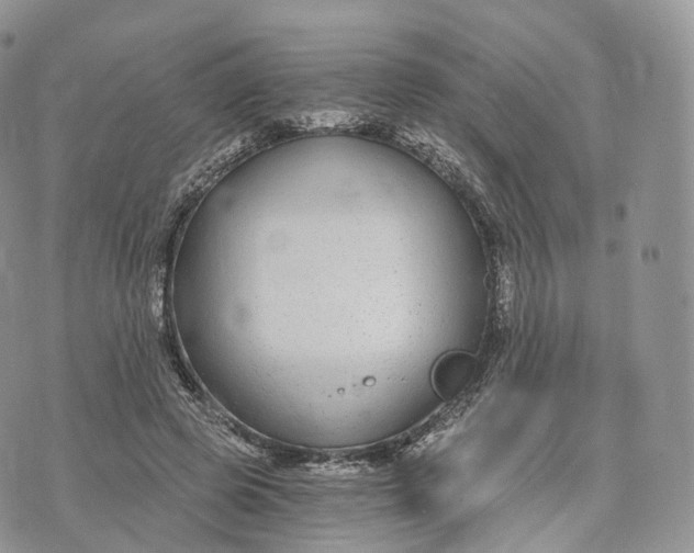 X0000072960545200608111653