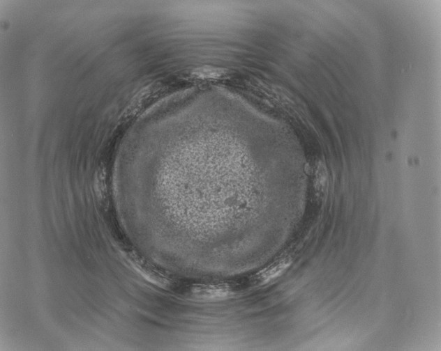 X0000072960559200608111653