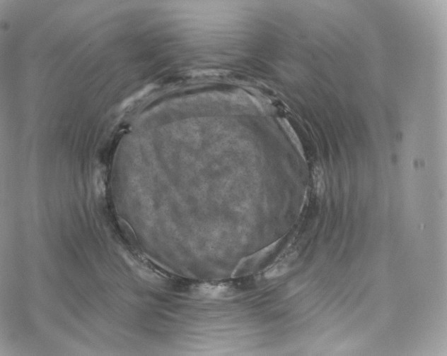 X0000072960570200608111654