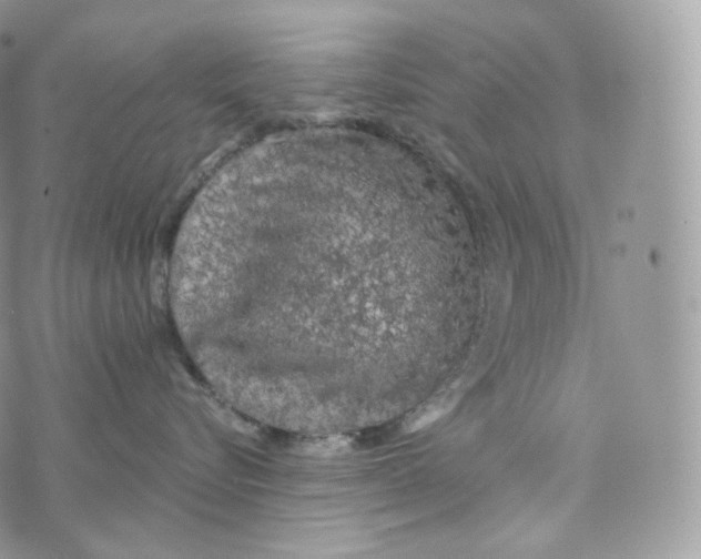 X0000072960576200608111654