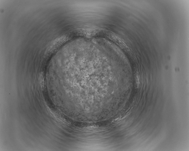 X0000072960594200608111653